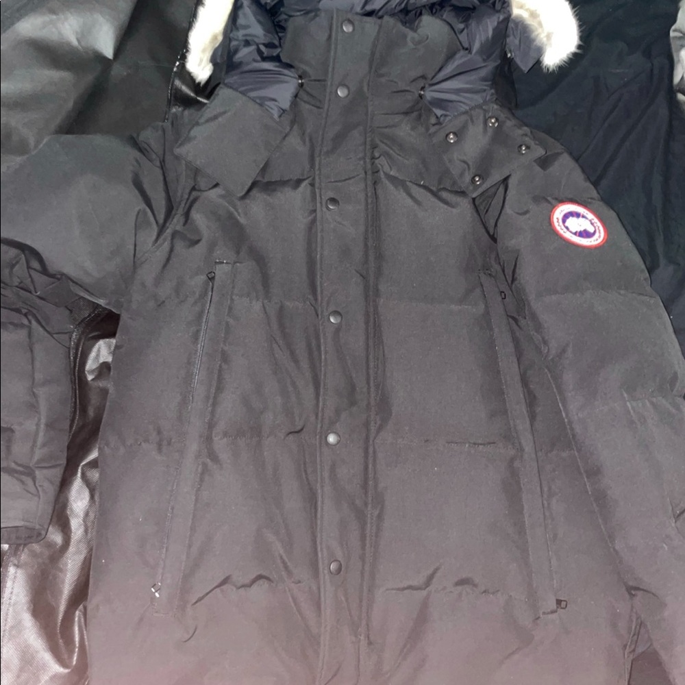 Canada goose